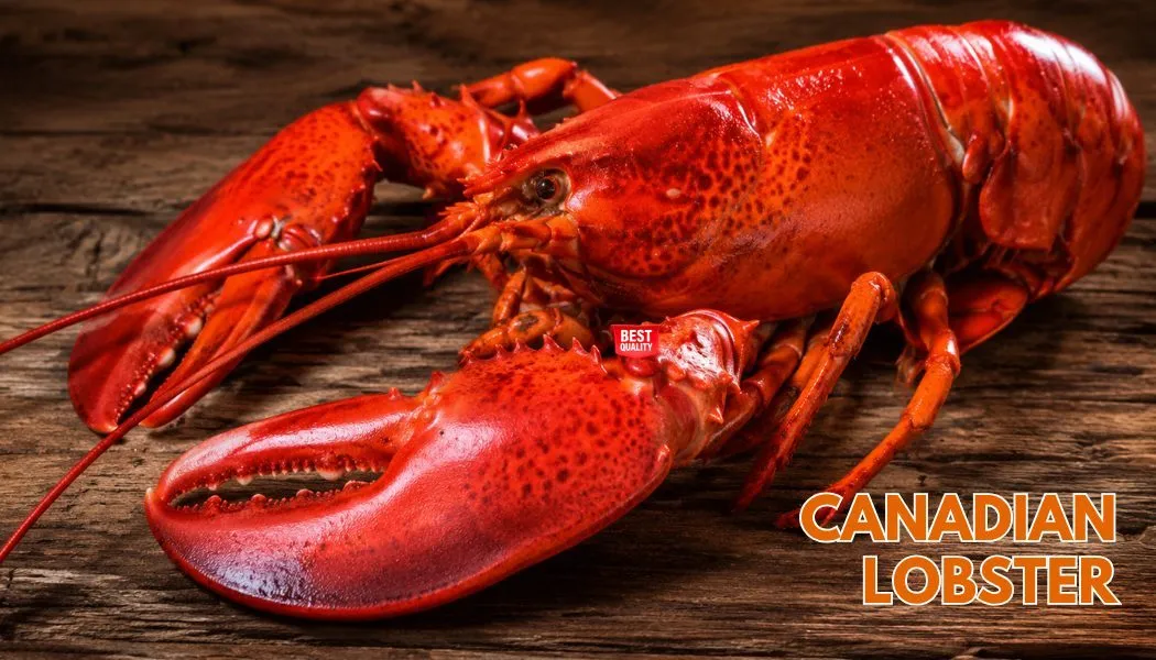 Canadian Lobster